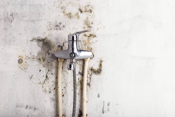 Best Mold Testing  in Newport, WA