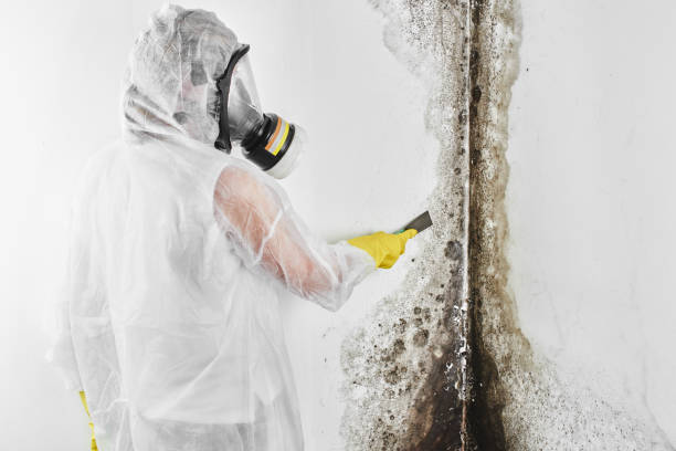 Best Mold Damage Repair  in Newport, WA