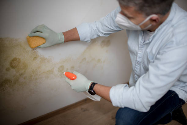 Best Fast Mold Removal  in Newport, WA