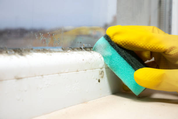 Best Emergency Mold Removal  in Newport, WA