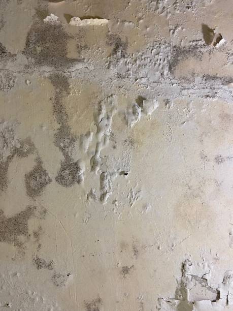 Best Mold Remediation  in Newport, WA