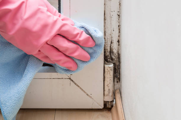 Best Best Mold Removal Companies  in Newport, WA