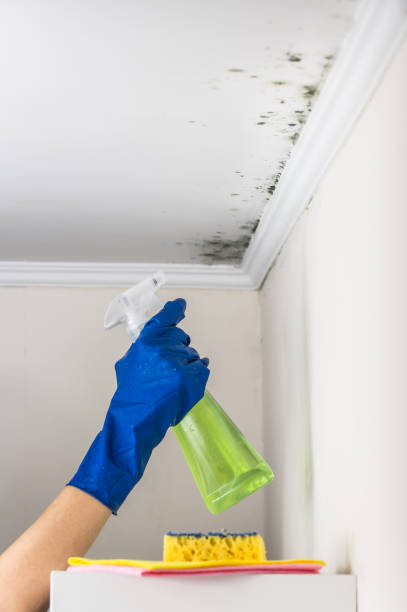Best Attic Mold Removal  in Newport, WA